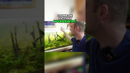  W końcu wygląda tak, jak chciałem! Akwarium 200L.   #akwarium #akwarystyka