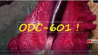 Odc-601- Lilia smoczna ( kwitnie !) Dracunculus vulgaris Dziwoląg 