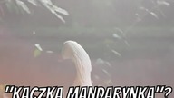 Czy Wiedziałeś O Tej Odmianie Kaczki?