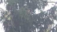 Wyskoczyli z okien, byli pijani i poszukiwani