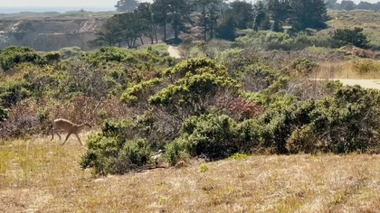Słonie morskie w Parku Stanowym Año Nuevo, Kalifornia, USA
