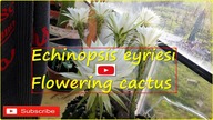 #218 Kwitnący kaktus Echinopsis eyriesi.  Uprawa w Polsce.  QHD