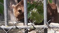 Brown Bear / Niedźwiedź brunatny / Ursus arctos #zoowarszawa