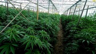Policja po tajniaku i drony na legalnej plantacji konopi - W Drodze Do Legalizacji #18
