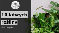 10 mało wymagajacych, łatwych w uprawie roslin domowych! Rośliny dla początkujących