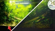 70l rok od zalania.  Akwarium bez nawozów bez co2