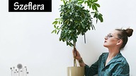 Szeflera uprawa, pielęgnacja, przycinanie, rozmnażanie.  Dlaczego szeflera więdnie i gubi liście?