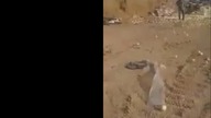 LiveLeak - Newborn Chicks erupted-  a load of supposed rotten eggs as tip-fill