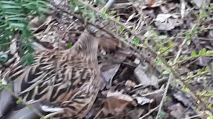 Mallard Duck / Kaczka Krzyżówka 