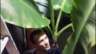 #321-Banan Musa Dajiao uprawa.  Odmiana o jadalnych smacznych bananach.