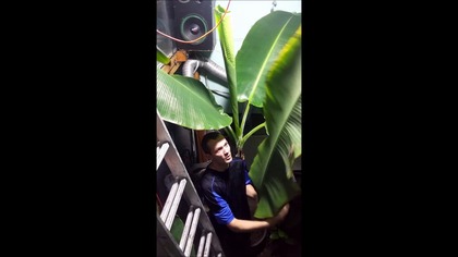 #321-Banan Musa Dajiao uprawa.  Odmiana o jadalnych smacznych bananach.