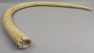 Kiełbacha plus bass