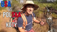 Koty - USA vs.  Polska