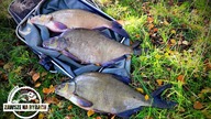 Łopaty z brudnej jesiennej wody - Feeder Fishing
