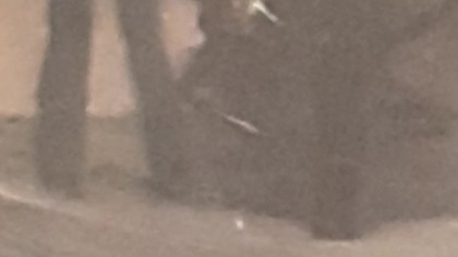 Hysterocrates gigas  #ptasznik