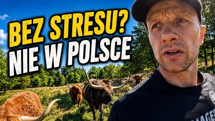Chcemy uboju bez stresu, ale system blokuje małe rzeźnie.  Moja walka trwa | odc.  3