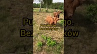 Kolczykowanie na pastwisku - Rzeczywistość kontra przepisy.  #szkockiekrowy #highlandcattle #cattle