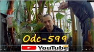 Odc-599-Moje mniejsze,większe porażki w uprawie roślin.  (KLON Stalewiaka. )