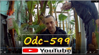 Odc-599-Moje mniejsze,większe porażki w uprawie roślin.  (KLON Stalewiaka. )