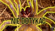 Nowe wścieklice i NOWY SYSTEM OTWIERANIA TERRARIÓW!