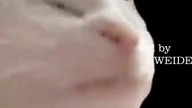 Cat vibing to the end meme / kot z napisami