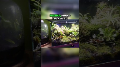 Jak uprawiać rośliny podwodne i mech! Prosty poradnik 