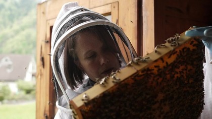 Pszczeli dylemat profity czy ochrona gatunku - dokument lektor pl