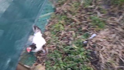 Kurczaki się wykluły * Króliczki mają 4 tygodnie * 24.  01.  2025