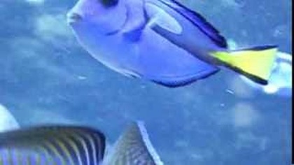 Oceanarium gdyńskie : śliczne ryby kolorowe