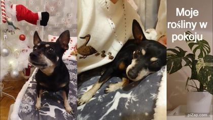 Vlogmas 15 Jak czuję się Sonia?