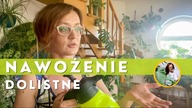 Dolistne nawożenie roślin domowych - nawożenie z opryskiwacza