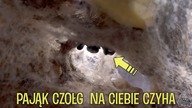 KARMIENIE i ogarnianie hodowli #4 Głodny pająk  wściekły pająk