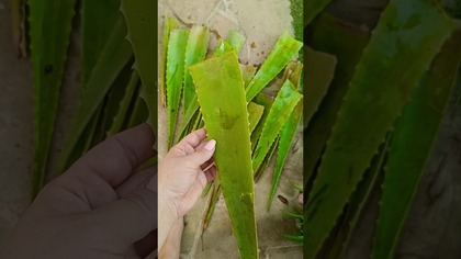 Niedzielne porządki w ogródku  Co tu zrobić z taką ilością aloesu?  #aloes #malta #polacynamalcie