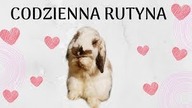 Mój dzień z królikami