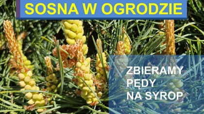  Sosna w ogrodzie.  Zbieramy pędy sosny na syrop.