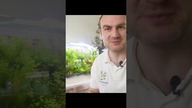 Gupikowa gorączka