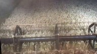 Bezorkowa pszenica 9,5t/ha wysiewana 105kg/ha/ John Deere 2256