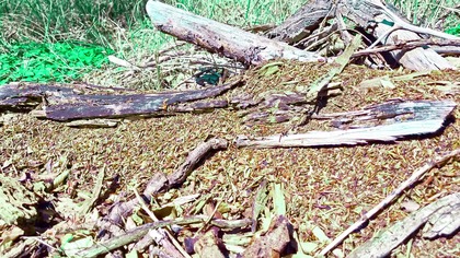 Wiosna w lesie: szelest liści, mrówki i śpiew ptaków 4K