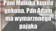 Pani Monika kupiła gekona.  Pan Adam ma wymarzonego pająka