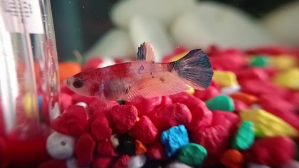 YOUNG BARTI - KOLOROWA RYBA