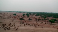 Oaza oryksa arabskiego