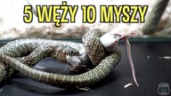 Karmienie WSZYSTKICH węży PO ROKU 