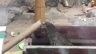 Papugi Kea w Warszawskim zoo 