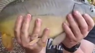 Piękne KARPIE z PZW ! #fishingvideo #fishing #carpfishing #nokill #carp #feeder #wędkarstwo