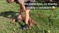 Atak much na nowo narodzone zwierzę  jak reagować?