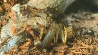 Kolonia Camponotus nicobarensis na śniadaniu 