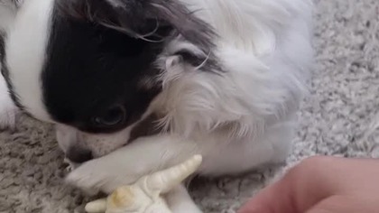 Chihuahua Luna Day 132