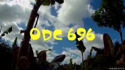 Odc-696. Pierwsze banany juz owocują, dziwidło olbrzymie pierwszy odrost,papaje i papugi. (dron)
