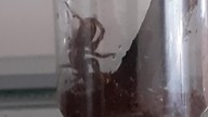 H.  gabonensis spinnin web 