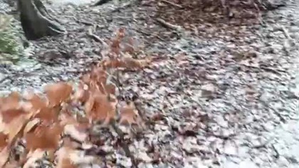 Spacer w płatkach śniegu! Leśna wędrówka - Rubik i Sarmata gdy sypie śnieg! Koszalin! Q&A Pogadanka